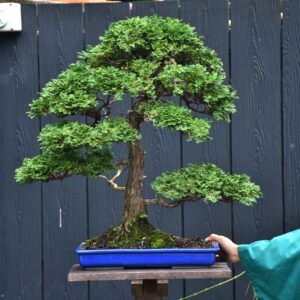 บอนไซ ID708: สน Tsuyama Hinoki