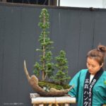 บอนไซ ID737: Sekka Hinoki - forest style (7 tree) - Image 2