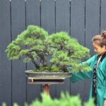 บอนไซ ID761: สน Japanese Black Pine - Yamadori Forest Style