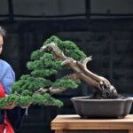 บอนไซ ID771: Kishu Shimpaku- slanted style