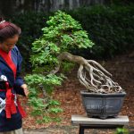 Bonsai ID 461 : บอนไซมะขาม