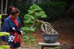 Bonsai ID 461 : บอนไซมะขาม