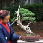 Bonsai ID 455 : บอนไซ Shimpaku