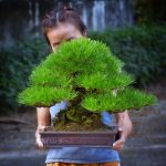 Bonsai ID 458 : บอนไซ Japanese Black pine (Kokufu class)