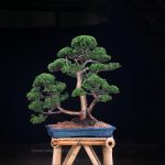 Tree ID 369 : Itoigawa Shimpaku