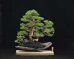 Bonsai ID 449 : บอนไซ Shimpaku