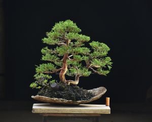 Bonsai ID 449 : บอนไซ Shimpaku