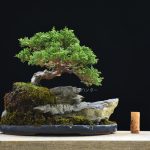 Bonsai ID 453 : บอนไซ Itoigawa Shimpaku