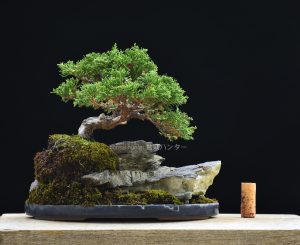Bonsai ID 453 : บอนไซ Itoigawa Shimpaku