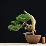 Bonsai ID 462 : บอนไซ Shimpaku