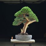 Bonsai ID 456 : บอนไซ Shimpaku