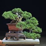 Bonsai ID 457 : บอนไซ Itoigawa Shimpaku