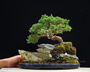 Bonsai ID 453 : บอนไซ Itoigawa Shimpaku - Image 2
