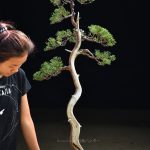 Bonsai ID 454 : บอนไซ Shimpaku