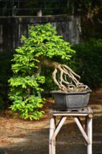 Bonsai ID 461 : บอนไซมะขาม - Image 2