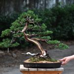 Bonsai ID 459 : บอนไซ Itoigawa Shimpaku