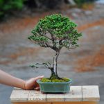 Tree ID 385 : Sekka Hinoki