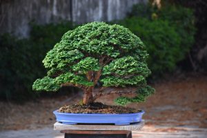 Tree ID 384: Tsuyama Hinoki (Cypress) - Image 3