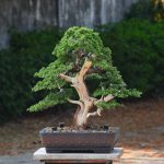 Tree ID 383 : Shimpaku