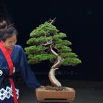 Tree ID 391 : Itoigawa Shimpaku