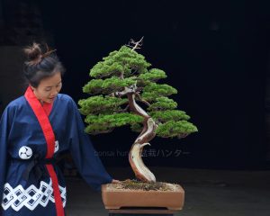 Tree ID 391 : Itoigawa Shimpaku