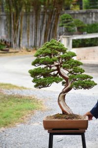 Tree ID 391 : Itoigawa Shimpaku - Image 3