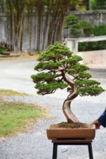 Tree ID 391 : Itoigawa Shimpaku - Image 3