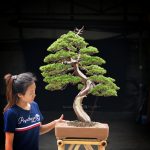 Tree ID 391 : Itoigawa Shimpaku - Image 2