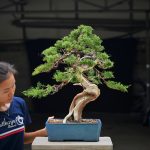 Tree ID 393 : Shimpaku