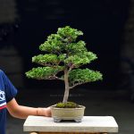 Tree ID 390 : Tsuyama Hinoki (Cypress)