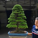 Tree ID 394 : Tsuyama Hinoki (Cypress)