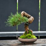 บอนไซ ID1001: Black Pine for beginner