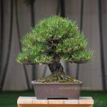 Tree ID 392 : Japanese Blackpine