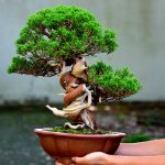 Code 037 : Itoigawa Shimpaku