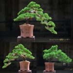 Tree ID 125 : Itoigawa Shimpaku - Image 2