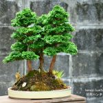 Tree ID 123 : Sawara Hinoki Cypress