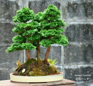 Tree ID 123 : Sawara Hinoki Cypress