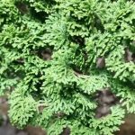 Tree ID 225 : Tsuyama Hinoki - Image 5