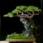 Tree ID 255 : Itoigawa Shimpaku