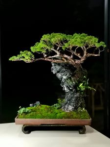 Tree ID 255 : Itoigawa Shimpaku