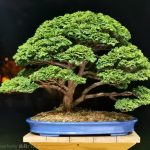 Tree ID 384: Tsuyama Hinoki (Cypress)