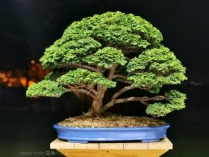 Tree ID 384: Tsuyama Hinoki (Cypress)