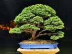 Tree ID 384: Tsuyama Hinoki (Cypress)