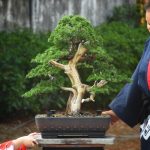 Tree ID 383 : Shimpaku - Image 2