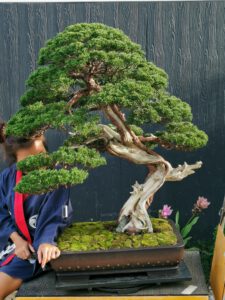Bonsai ID563 : บอนไซสน Itoigawa Shimpaku (Emperor Class) - Image 2