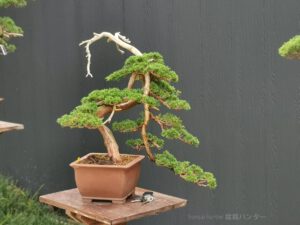 บอนไซ​ 588 : สน Shimpaku (Kishu) - 50ปี - Image 3