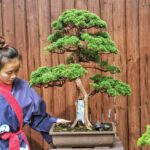 บอนไซ 603: สน Shimpaku