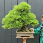 บอนไซ ID617: Japanese Black Pine