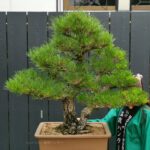 บอนไซ ID618: Japanese Black Pine