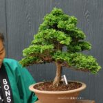 บอนไซ 615: สน Tsuyama Hinoki